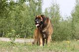 LEONBERG 297
